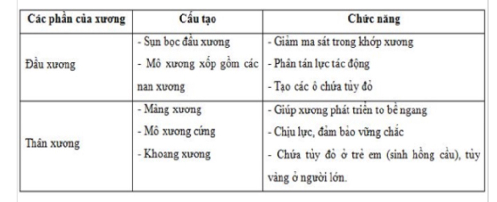 trinh-bay-cau-tao-va-chuc-nang-cua-uong-dai