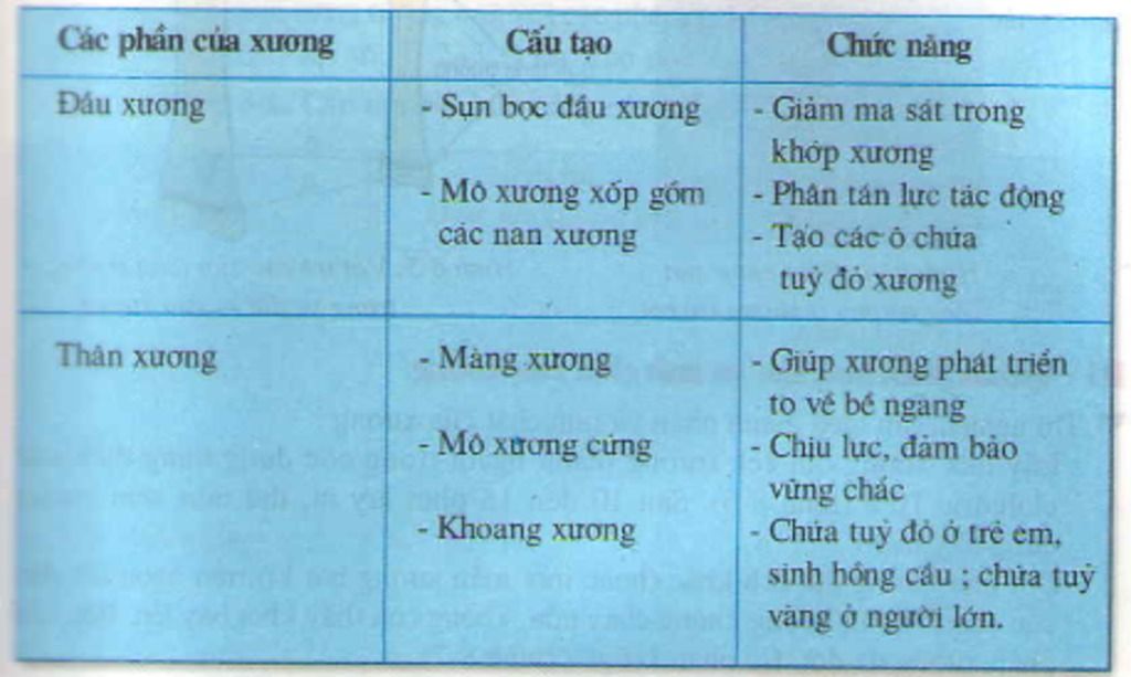 trinh-bay-cau-tao-va-chuc-nang-cua-uong-dai-su-dai-va-to-ra-cua-uong