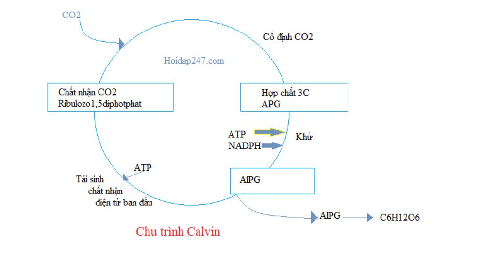 trinh-bay-chu-trinh-canvin-theo-so-do-va-chi-ro-giai-doan-ma-san-pham-cua-pha-sang-di-vao-pha-to