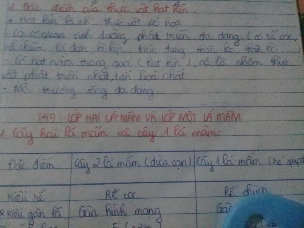 trinh-bay-co-quan-sinh-duong-cua-cay-thong-so-sanh-dac-diem-cau-tao-va-sinh-san-cua-thong-voi-du