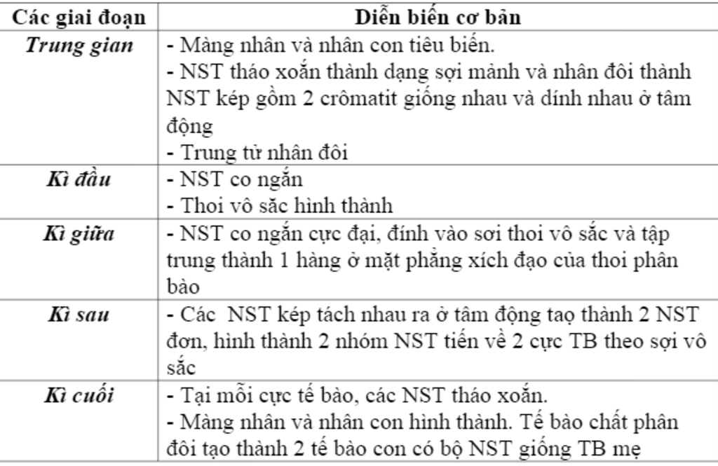 trinh-bay-dien-bien-co-ban-cua-nhiem-sac-the-qua-cac-ki-trong-nguyen-phan-va-giam-phan