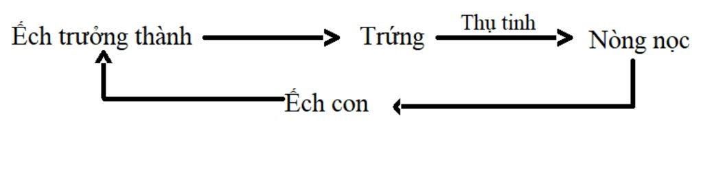 trinh-bay-doi-song-noi-song-thoi-gian-kiem-an-thuc-an-va-tap-tinh-va-giai-thik-tai-sao-lai-co-ta