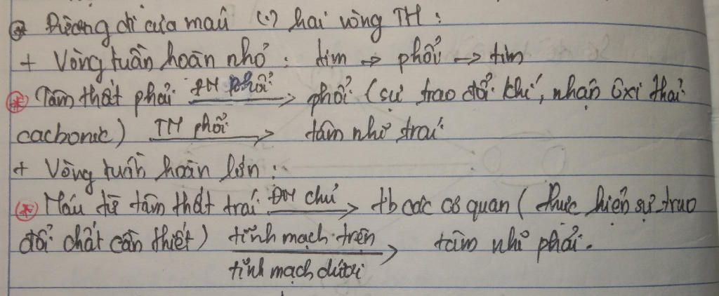 trinh-bay-duong-di-mau-cua-hai-vong-tuan-hoan