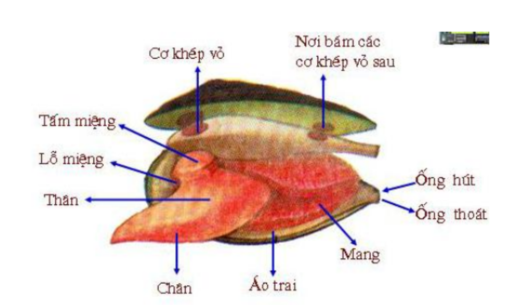 trinh-bay-hinh-dang-va-cau-tao-cua-co-the-trai