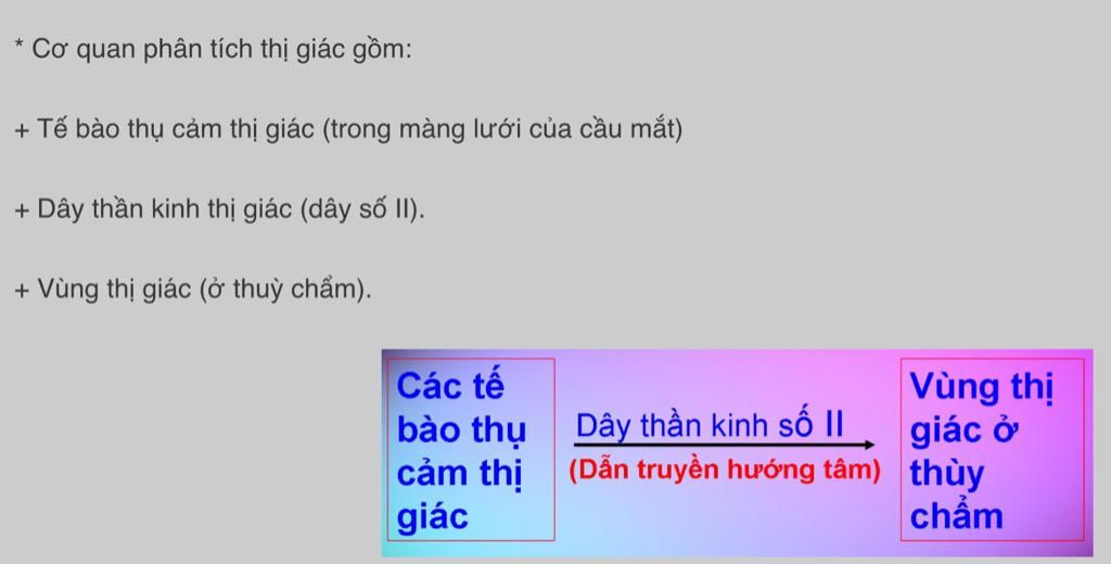 trinh-bay-noi-dung-cac-benh-lien-quan-toi-co-quan-phan-tich-thi-giac-thinh-giac
