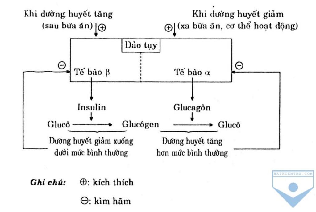 trinh-bay-qua-trinh-dieu-hoa-duong-huyet-o-nguoi-nho-cac-hoocmon-tuyen-tuy-giup-mk-vs-mk-dang-ca