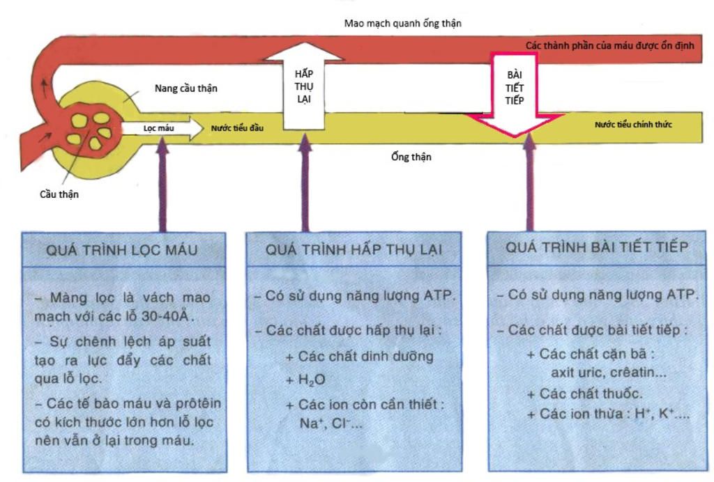 trinh-bay-qua-trinh-hinh-thanh-nuoc-tieu-ke-cac-don-vi-chuc-nang-cua-than