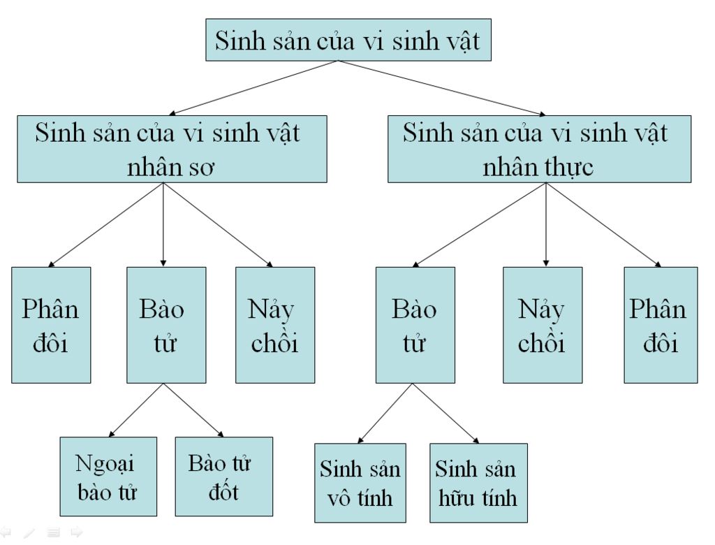trinh-bay-qua-trinh-tien-hoa-cua-sinh-san-vi-sinh-vat-tra-loi-hay-me-cho-60d-luon