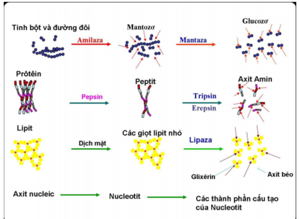 trinh-bay-qua-trinh-tieu-hoa-cua-protein-lipit-gluit-ho-mk-voi-mk-dang-can-gap