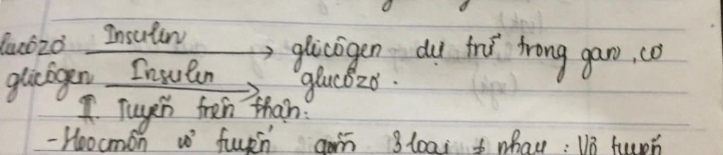 trinh-bay-so-do-dieu-hoa-glucozo-trong-mau
