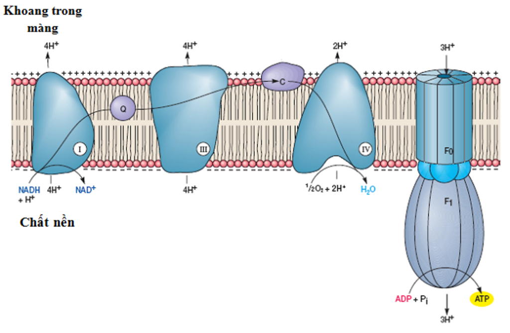 trinh-bay-so-do-duong-di-cua-electron-tren-mang-trong-ti-the