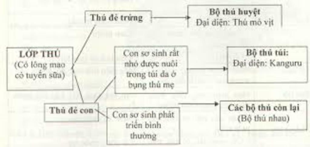 trinh-bay-so-do-phan-loai-cua-chim-va-thu