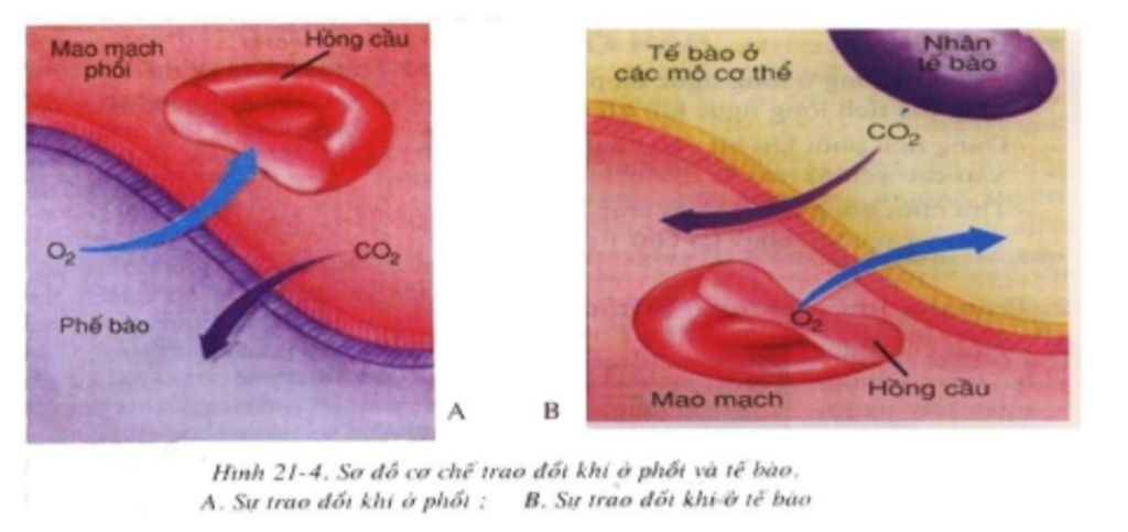 trinh-bay-su-trao-doi-khi-o-phoi-va-su-trao-doi-khi-o-te-bao-ve-so-do