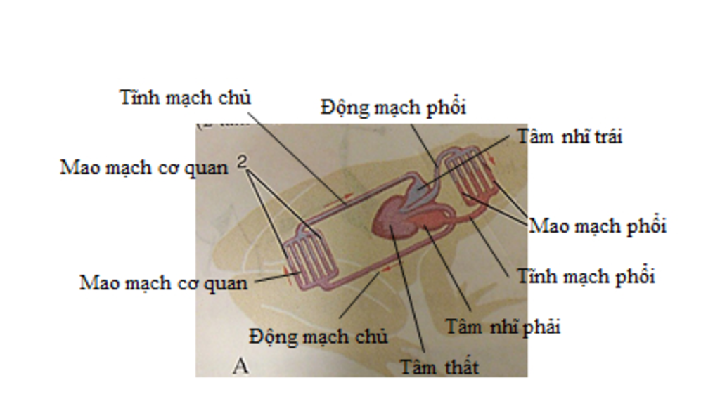 trinh-bay-su-van-chuyen-mau-o-2-vong-tuan-hoan-cua-than-lan-va-ech-dong-neu-su-tien-hoa-cua-chun
