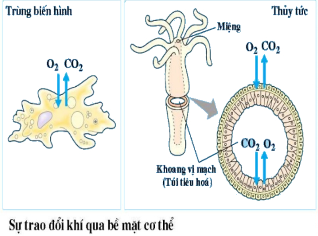 trinh-bay-tat-ca-cac-hinh-thuc-ho-hap-o-dong-vat-kem-so-do-giup-e-voi-a