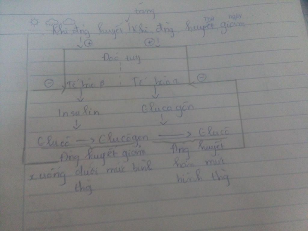 trinh-bay-tom-tat-qua-trinh-dieu-hoa-luong-duong-huyet-giu-duoc-muc-on-dinh-nho-cac-hoocmon-cua