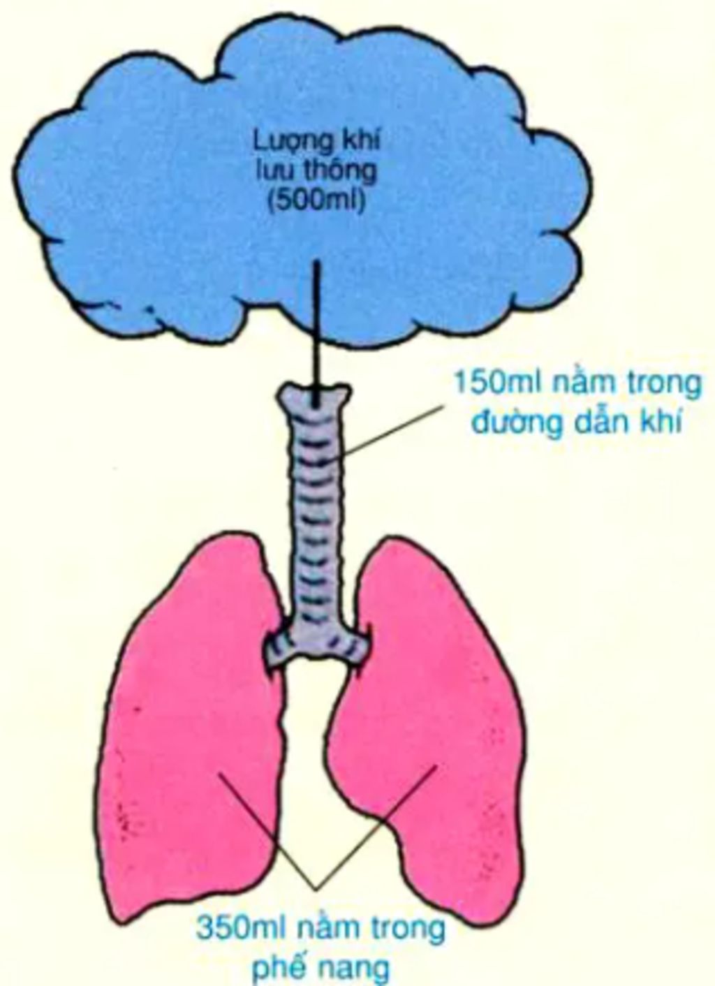 trong-qua-trinh-ho-hap-o-nguoi-truong-thanh-moi-nhip-ho-hap-se-co-khoang-bao-nhieu-ml-khi-can-kh