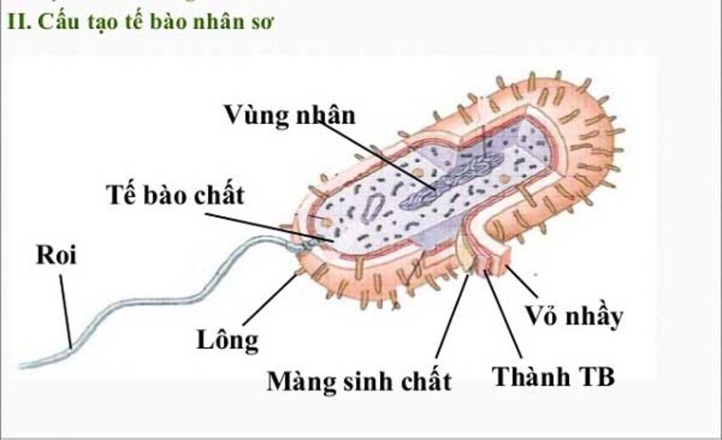 trong-te-bao-nhan-so-hay-neu-vi-tri-cua-thanh-te-bao-vo-nhay-mang-sinh-chat-long-va-roi