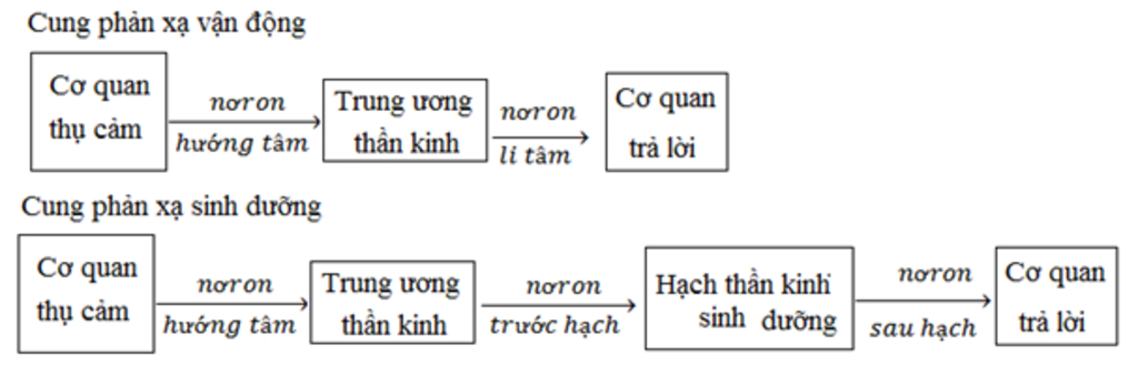 trung-khu-cua-cac-phan-a-van-dong-va-phan-a-dinh-duong-nam-o-dau