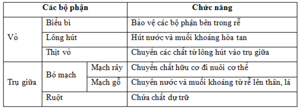 vai-tro-cua-phan-thit-vo-bieu-bi-mach-ray-mach-go-ruot-giup-mk-voi-mn-oi