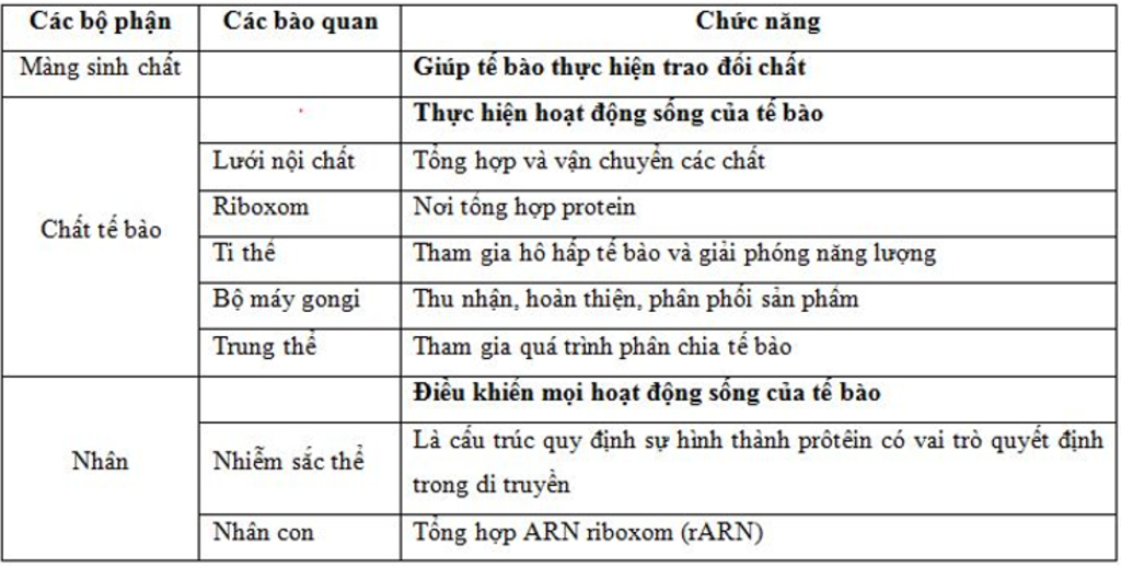 vai-tro-quan-trong-cua-chat-te-bao-la-gi