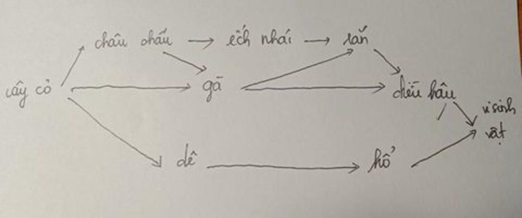 ve-1-luoi-thu-an-trong-do-co-cac-sinh-vat-cay-co-ech-nhai-ran-chau-chau-ga-de-ho-dieu-hau-vsv-vi