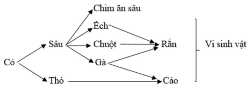 ve-1-luoi-thuc-an-co-it-nhat-10-loai-sinh-vat-va-4-mac-ich-chung