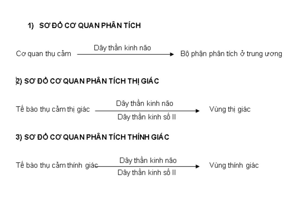 ve-3-so-do-co-quan-phan-tich-co-quan-phan-tich-thi-giac-co-quan-phan-tich-thinh-giac