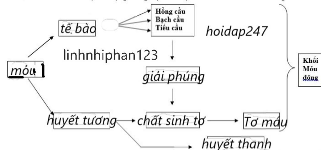 ve-ban-do-tu-duy-noi-dung-bai-hoc-tim-hieu-dong-mau-va-nguyen-tac-truyen-mau