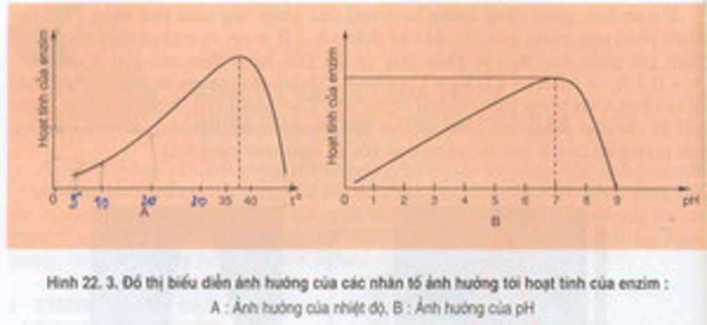 ve-cac-bieu-de-the-hien-anh-huong-cua-cac-yeu-to-den-hoat-tinh-ezim