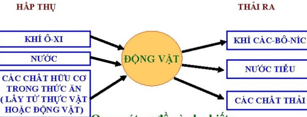 ve-chu-trinh-trao-doi-chat-o-thuc-vat-dong-vat