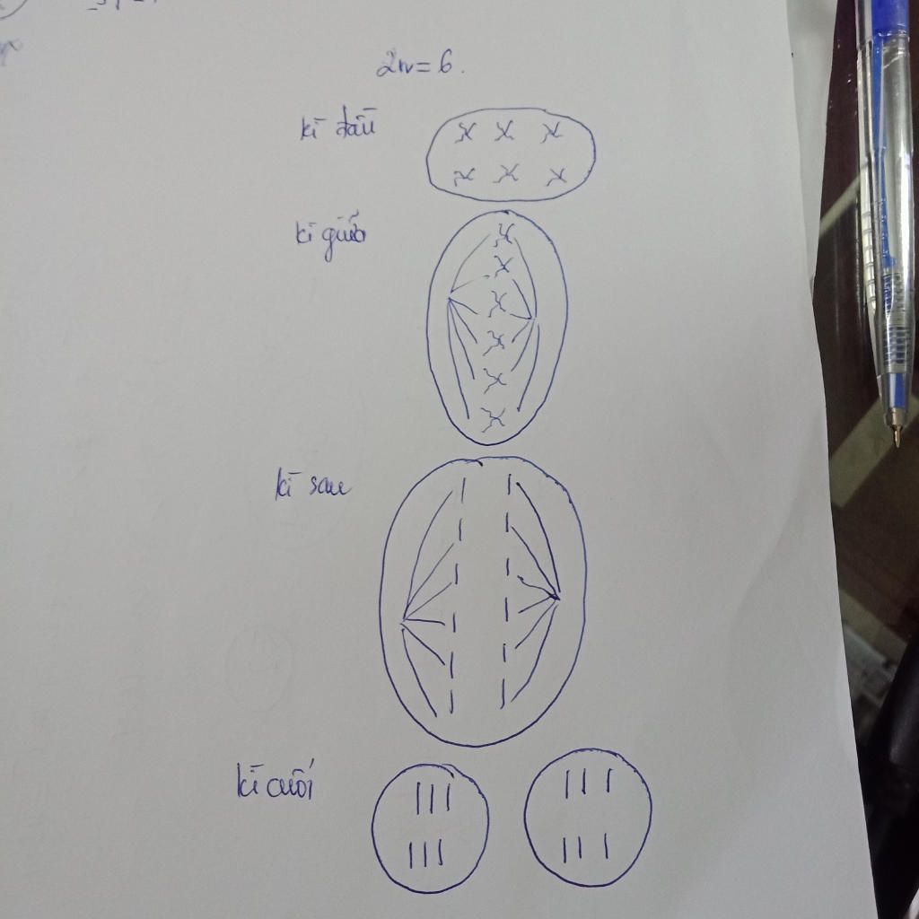 ve-dien-bien-nst-trong-qua-trinh-giam-phan-1-doi-voi-te-bao-co-2n-6