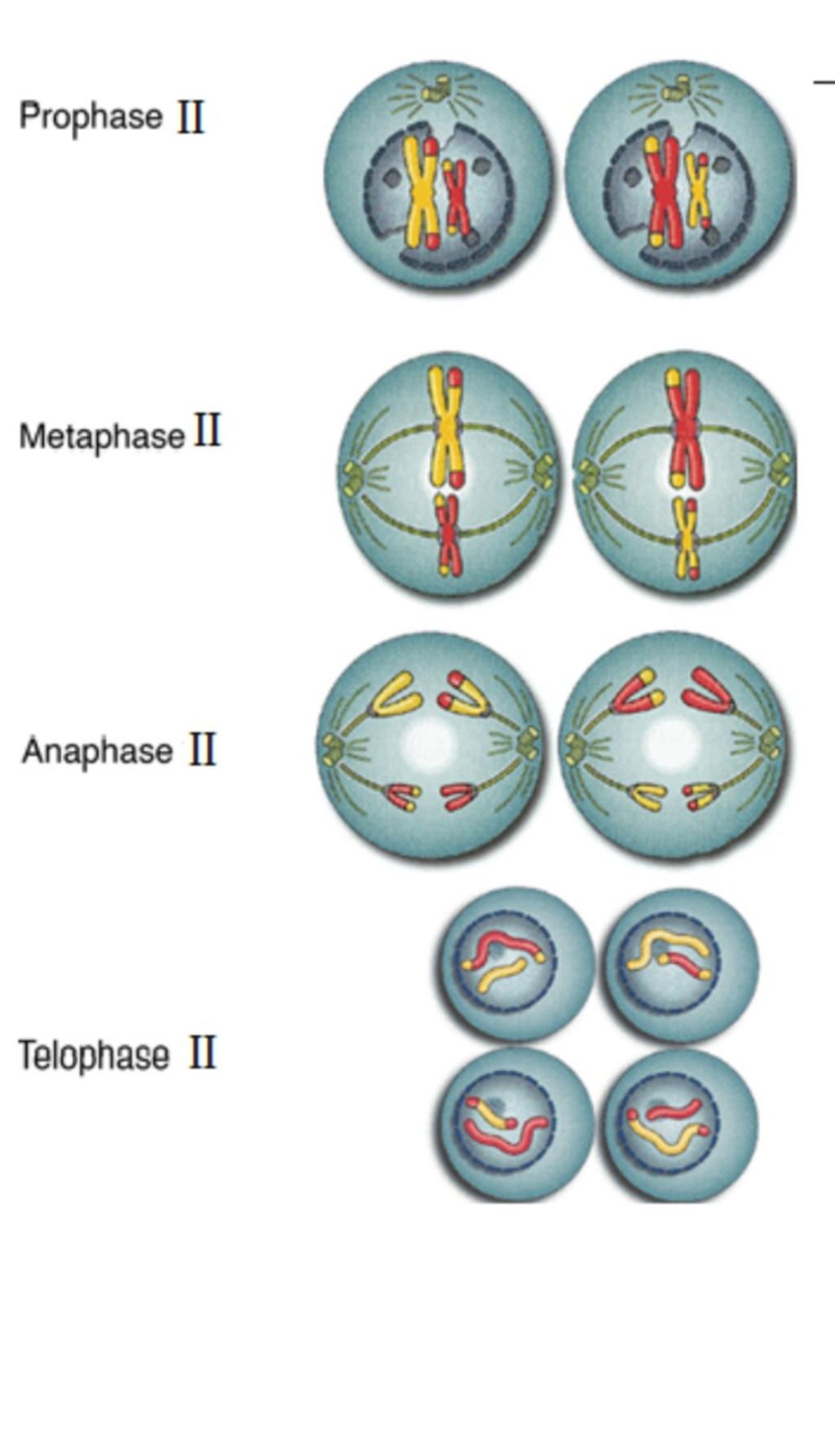 ve-hinh-anh-dien-ta-qua-trinh-nguyen-phan-tu-ki-trung-gian-toi-ki-cuoi-cua-nst-2n-4