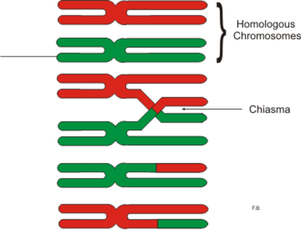 ve-hinh-cac-giai-doan-cua-nguyen-phan-giam-phan1-giam-phan-2