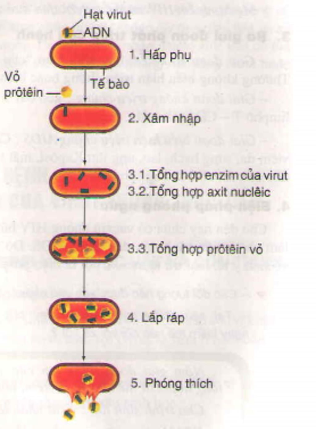 ve-hinh-mo-ta-su-nhan-len-cua-virus-phago-t2