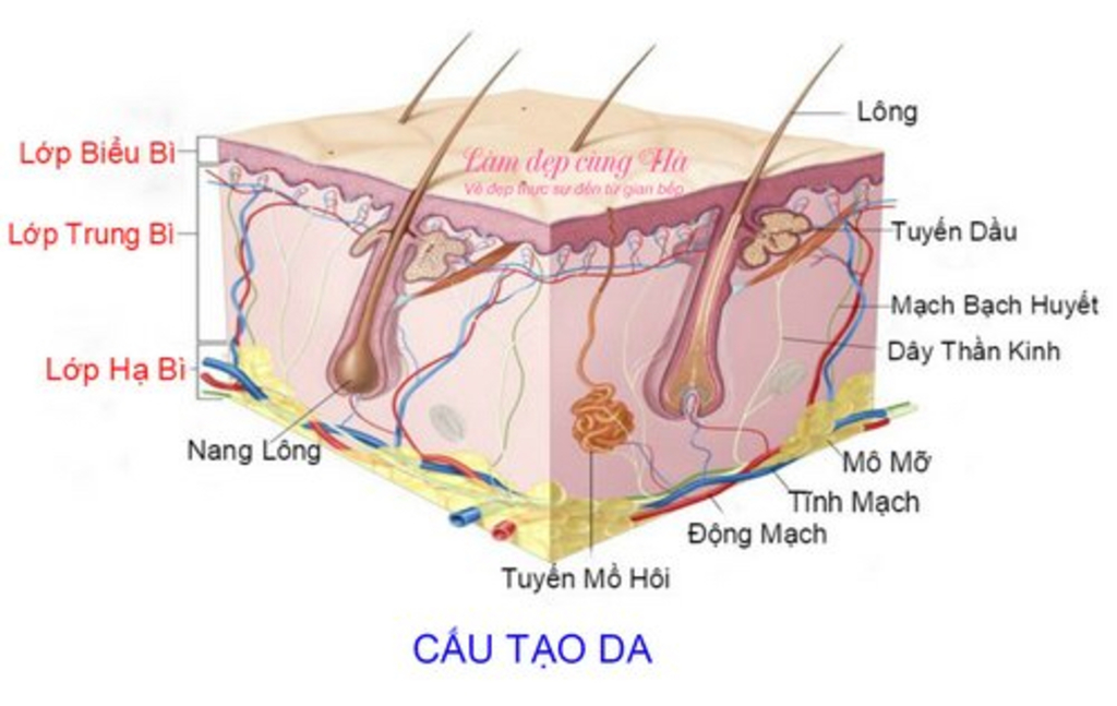 ve-hinh-trinh-bay-cau-tao-cac-thanh-phan-cua-da-nguoi