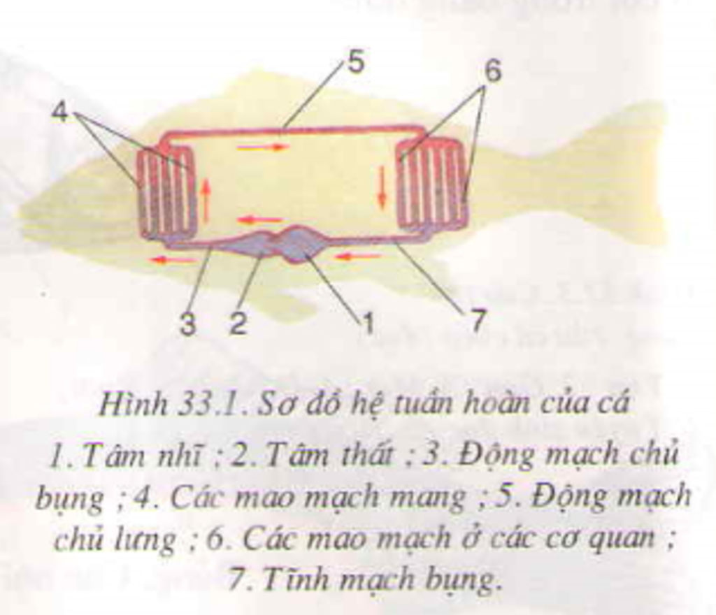 ve-lai-so-do-he-tuan-hoan-ca-chep-va-he-tuan-hoan-cua-ech-dong-cho-biet-mau-nuoi-co-the-chung-la