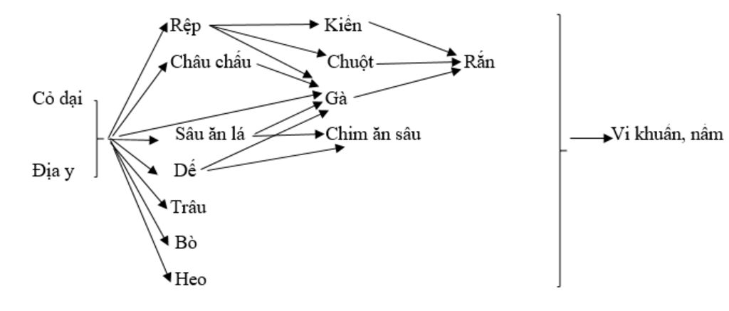 ve-luoi-thuc-an-dua-vao-nhung-thong-tin-duoi-day-sinh-vat-san-uat-co-dai-dia-y-sinh-vat-tieu-thu