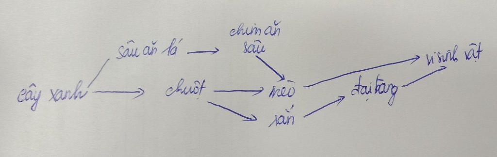 ve-luoi-thuc-an-gom-cay-anh-sau-an-la-chim-an-sau-chuot-meo-ran-dai-bang-vi-sinh-vat