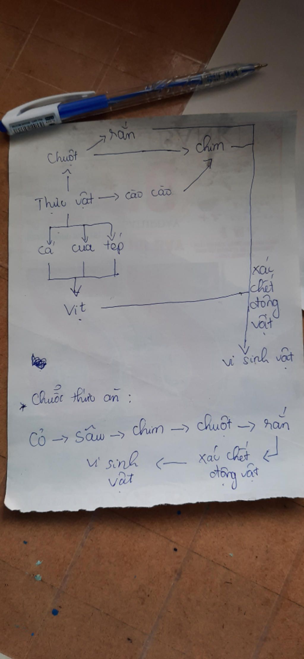 ve-mot-luoi-thuc-an-thuc-vat-cao-cao-chim-chuot-ran-ca-cua-tep-vit-vi-sinh-vat-ve-chuoi-thuc-an