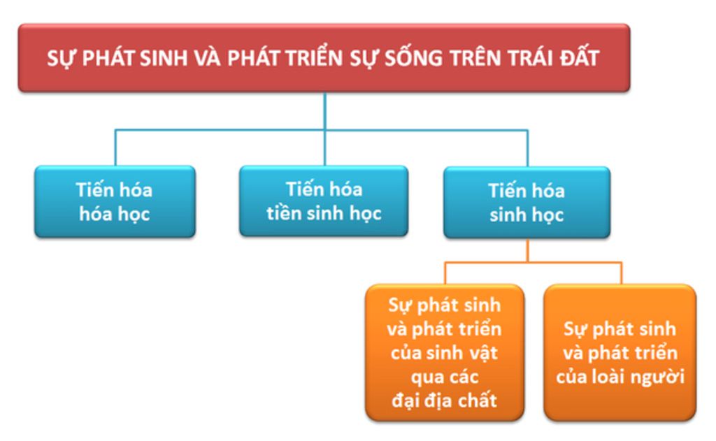 ve-so-do-cac-giai-doan-cua-qua-trinh-phat-sinh-su-song