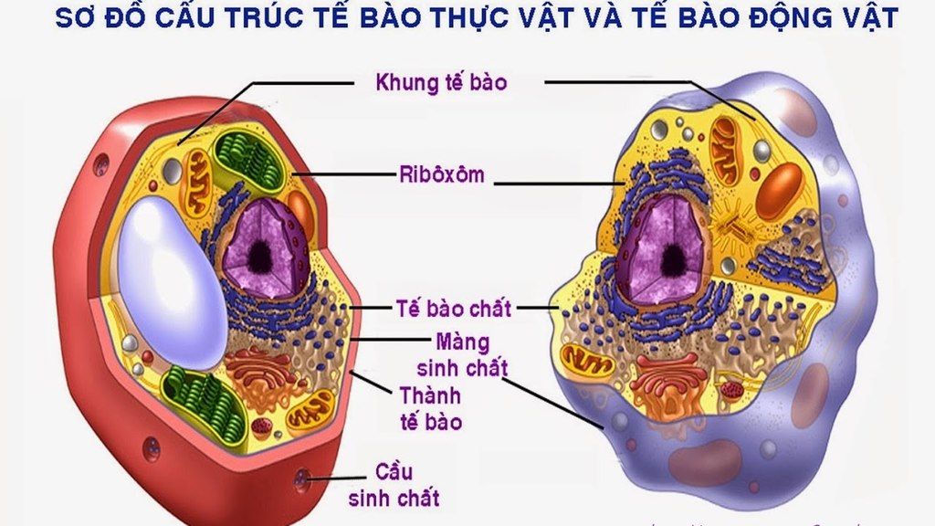 ve-so-do-cau-truc-dien-hinh-voi-cac-thanh-phan-cau-truc-bat-buoc-cua-te-bao-dong-vat-te-bao-thuc