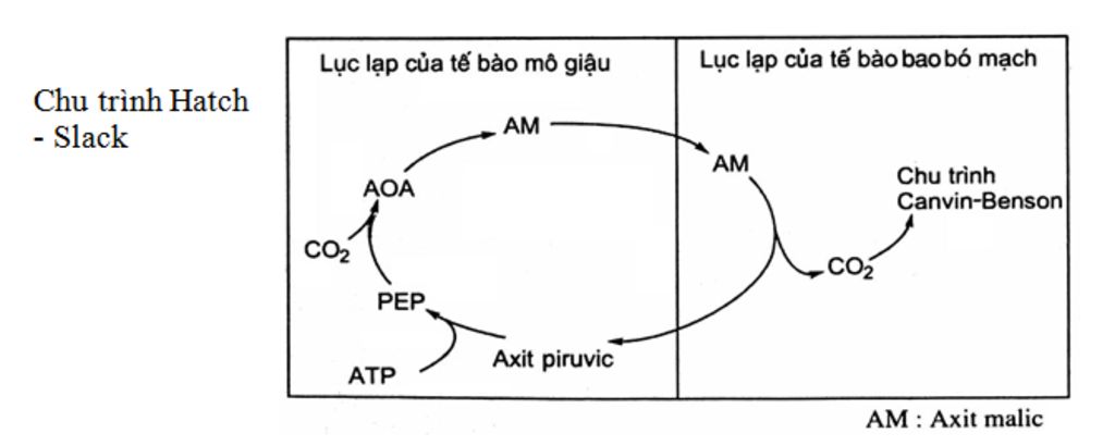 ve-so-do-chu-trinh-hatch-slack-cac-cao-nhan-giup-em-voi-a-mai-kiem-tra-t-t
