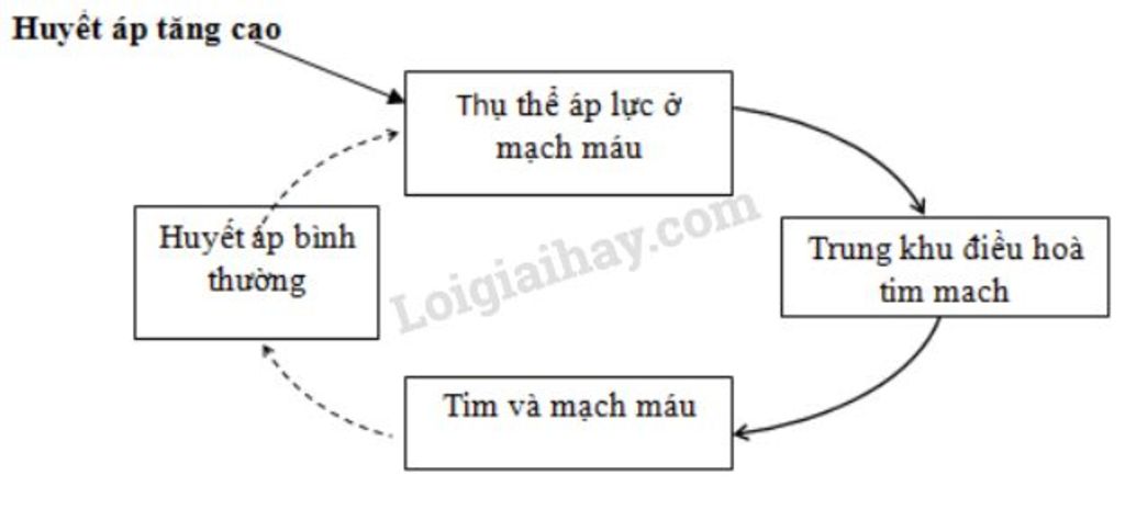 ve-so-do-co-che-can-bang-huyet-ap-trong-truong-hop-a-huyet-ap-tang-cao-b-huye