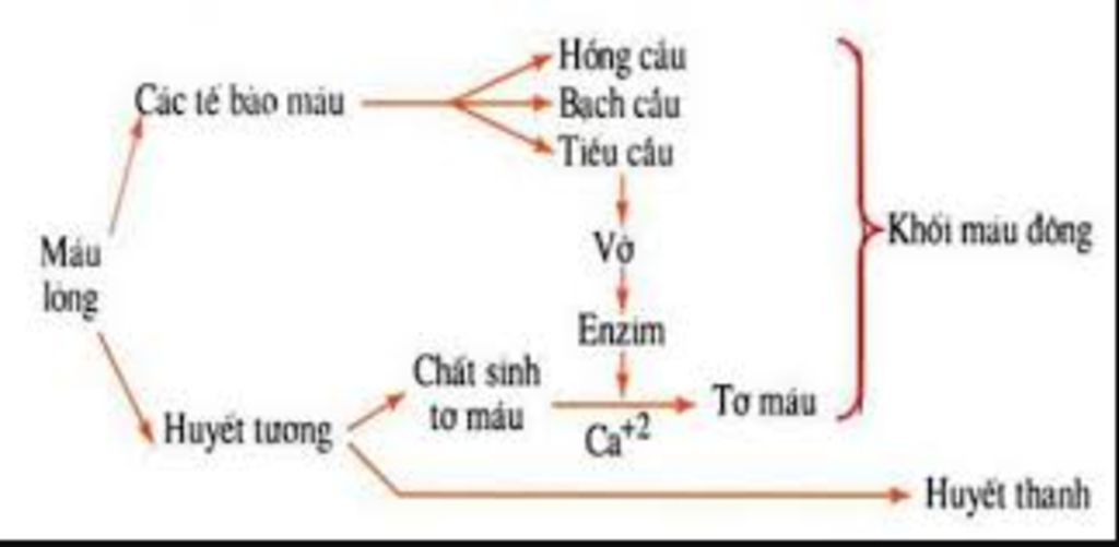 ve-so-do-co-che-dong-mau-neu-y-nghia-cua-su-dong-mau
