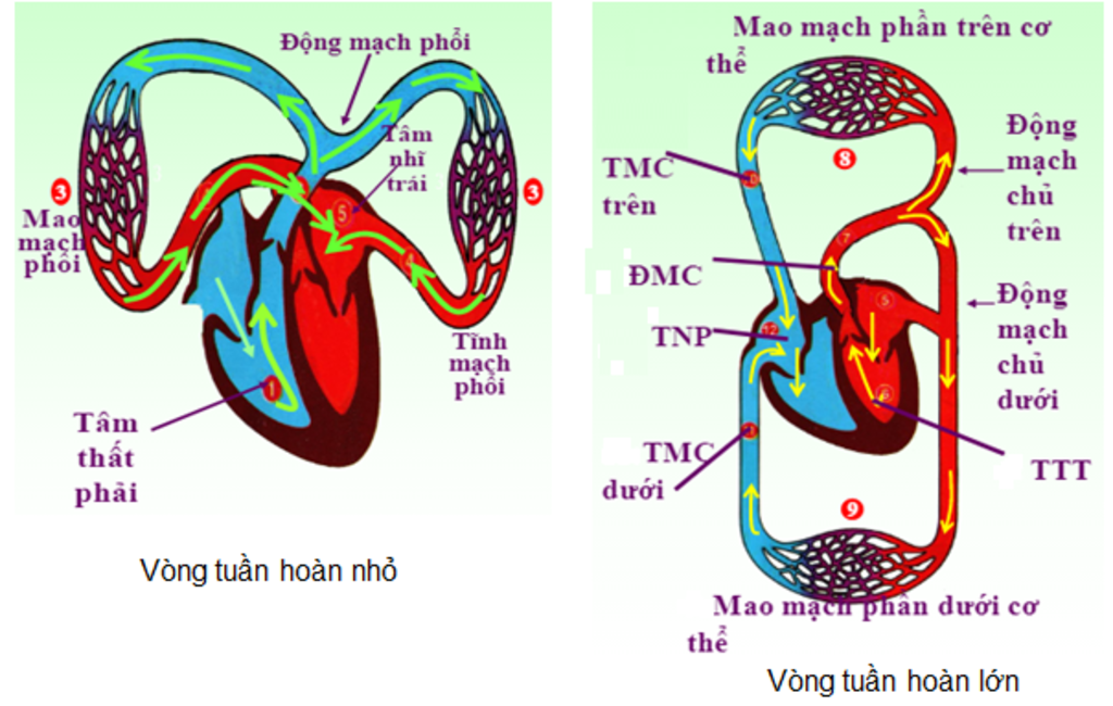 ve-so-do-duong-di-cua-mau-trong-co-the-nguoi-va-mieu-ta-duong-di-do