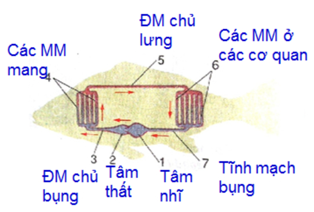 ve-so-do-he-tuan-hoan-cua-ca-chep-va-ech-dong-cho-biet-mau-nuoi-co-the-chung-la-mau-gi