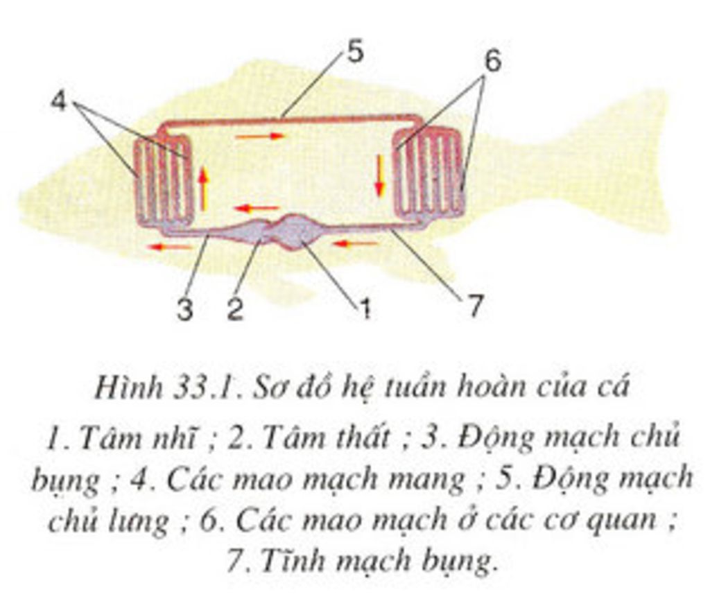 ve-so-do-he-tuan-hoan-cua-ca-chep-va-ech-dong-cho-biet-mau-nuoi-co-the-chung-la-mau-gi