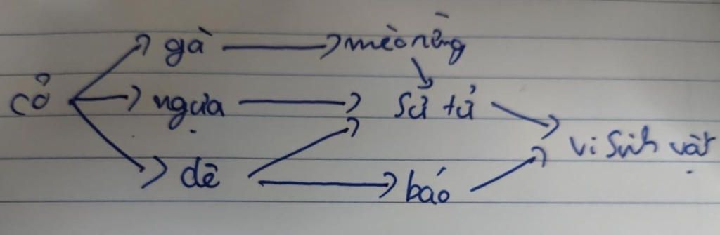 ve-so-do-luoi-thuc-an-tuy-chon-chi-ro-cac-mat-ich-chung