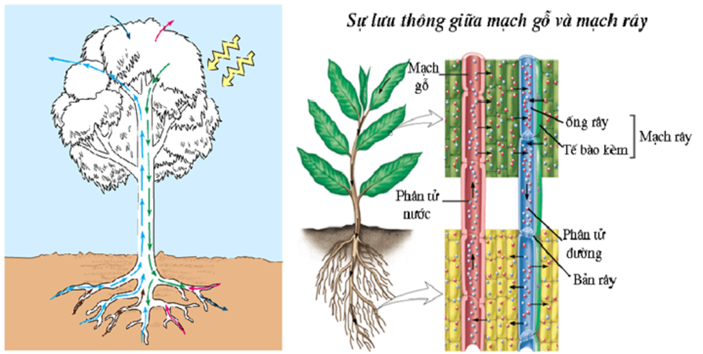 ve-so-do-mo-ta-qua-trinh-van-chuyen-nuoc-va-ion-khoang-trong-cay-qua-noi-dung-3-bai-dau-tien